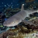 shark_reef_whitetip_1t_srmr_beqa_h_0547_fij8934.jpg